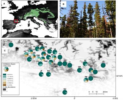Forecasting Forest Vulnerability to Drought in Pyrenean Silver Fir Forests Showing Dieback